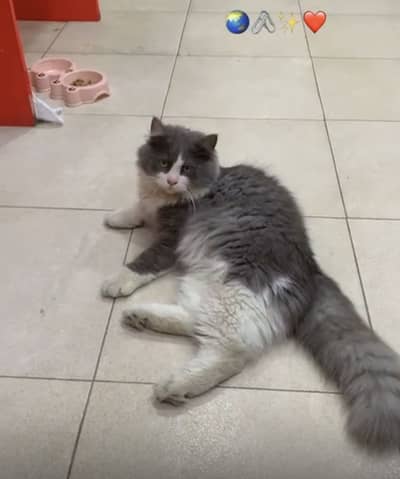 Persian Cat for Sale – Healthy & Beautiful