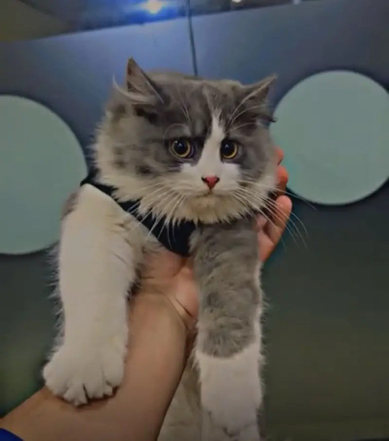 Persian Cat for Sale – Healthy & Beautiful — photo 2