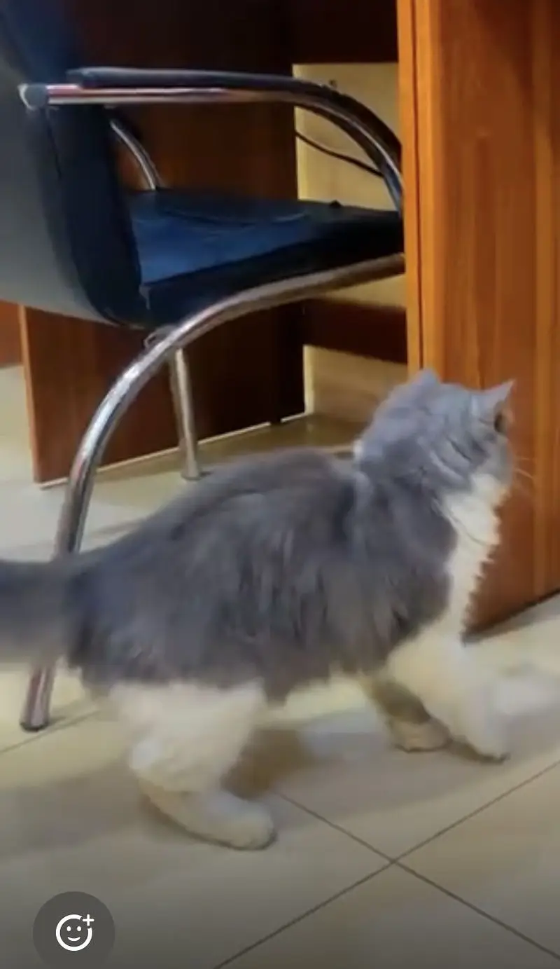 Persian Cat for Sale – Healthy & Beautiful — photo 3