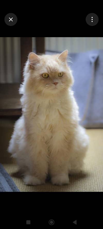 Persian cat for sale