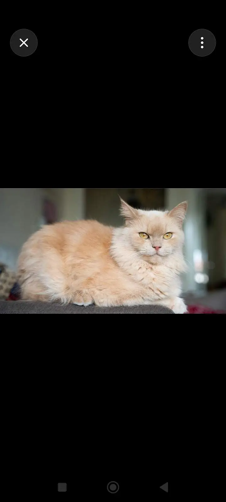 Persian cat for sale — photo 2