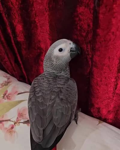 African grey parrot chips for sale 0370*79*088*91