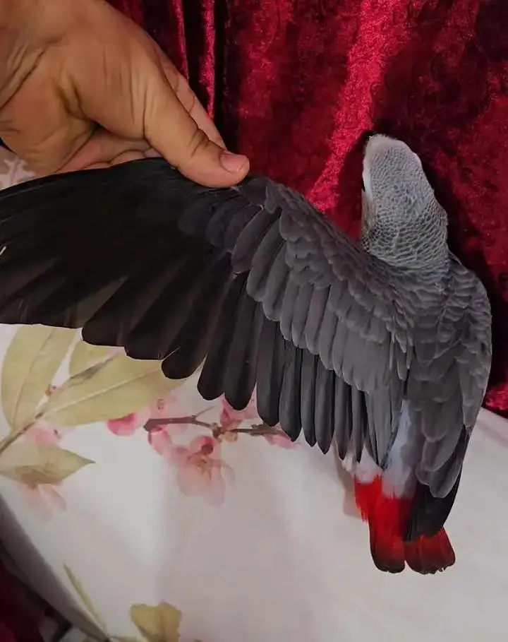 African grey parrot chips for sale 0370*79*088*91 — photo 2
