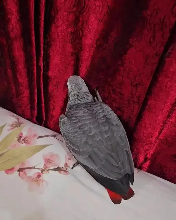 African grey parrot chips for sale 0370*79*088*91 — photo 3