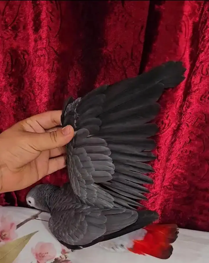African grey parrot chips for sale 0370*79*088*91 — photo 4
