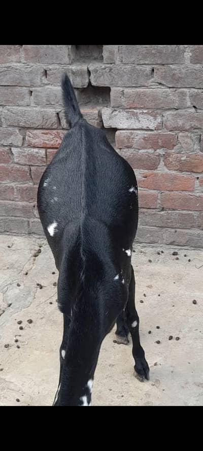 dasi bakri path