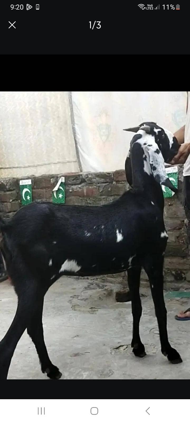 dasi bakri path 1