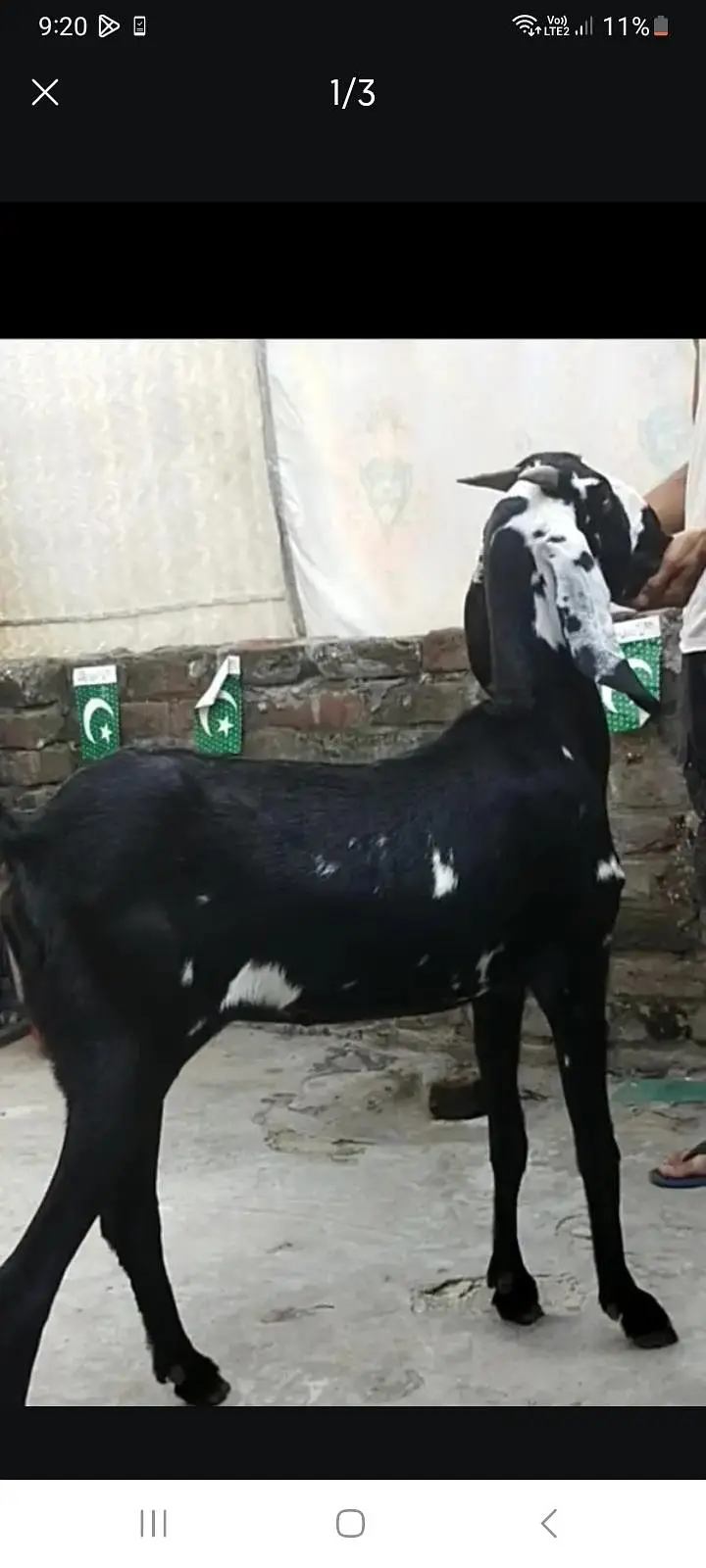 dasi bakri path — photo 2