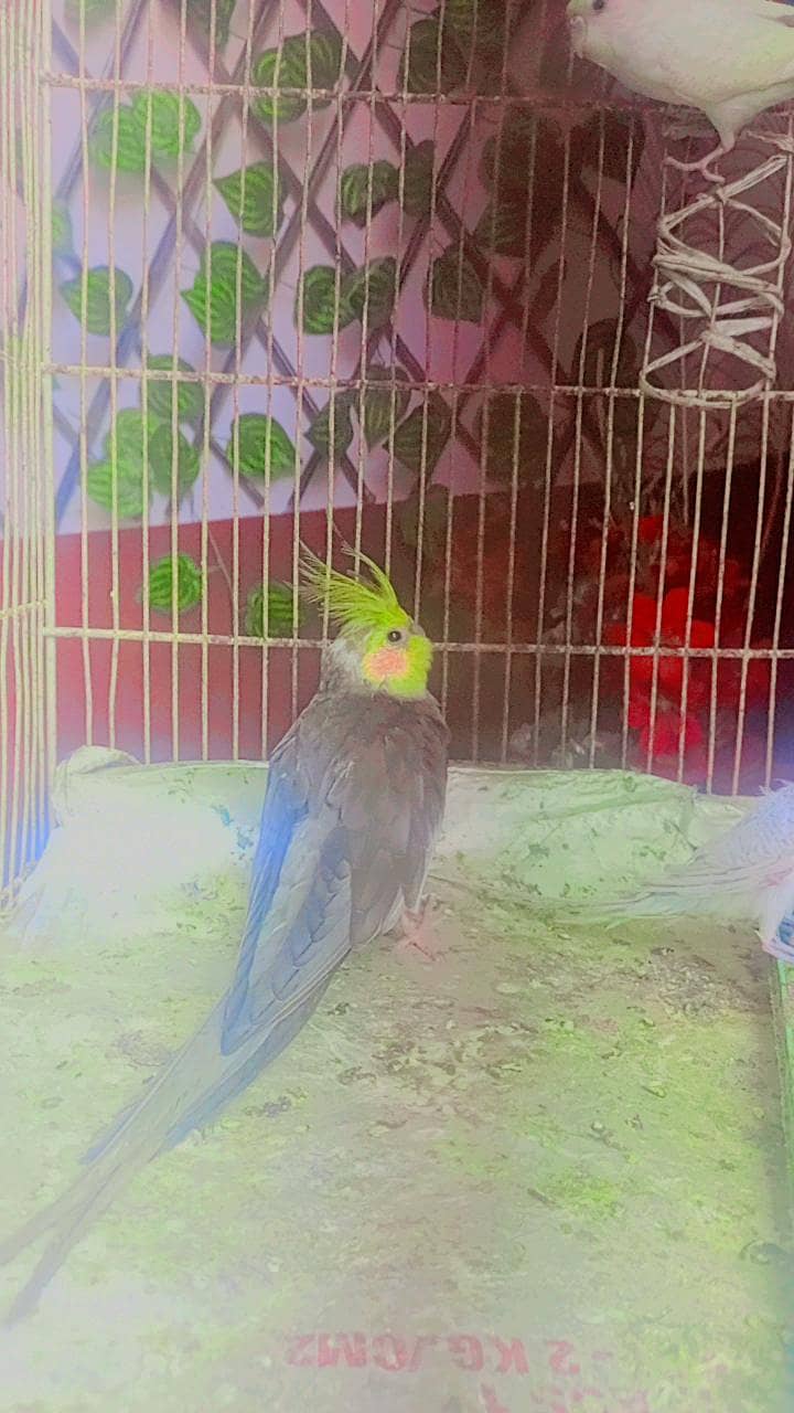 cocktail 1
