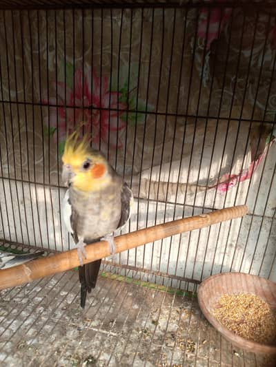 2 breeder pairs. 03064373908