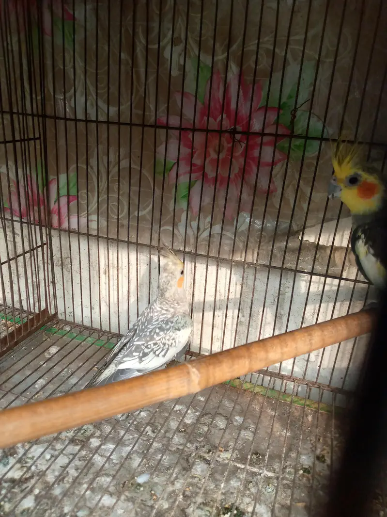 2 breeder pairs. 03064373908 — photo 2