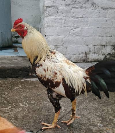 aseel murgh
