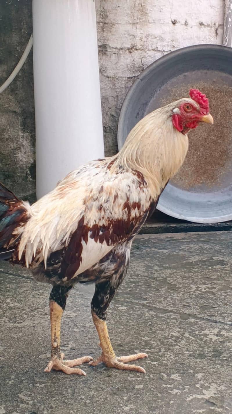 aseel murgh 1