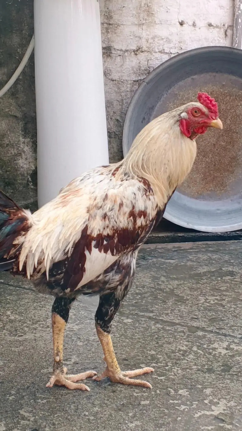 aseel murgh — photo 2