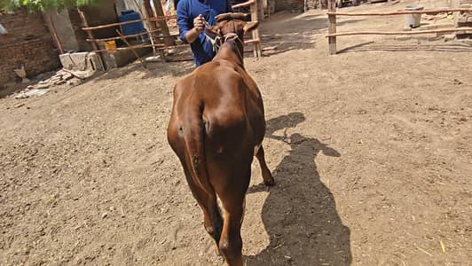 All Type Of Bachraa In Multan