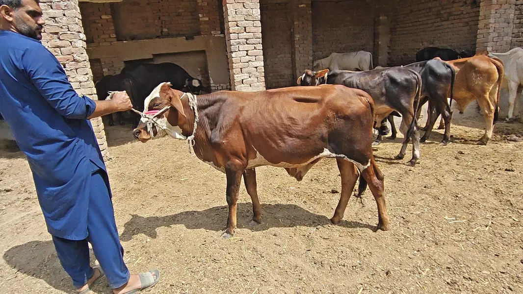 All Type Of Bachraa In Multan — photo 2