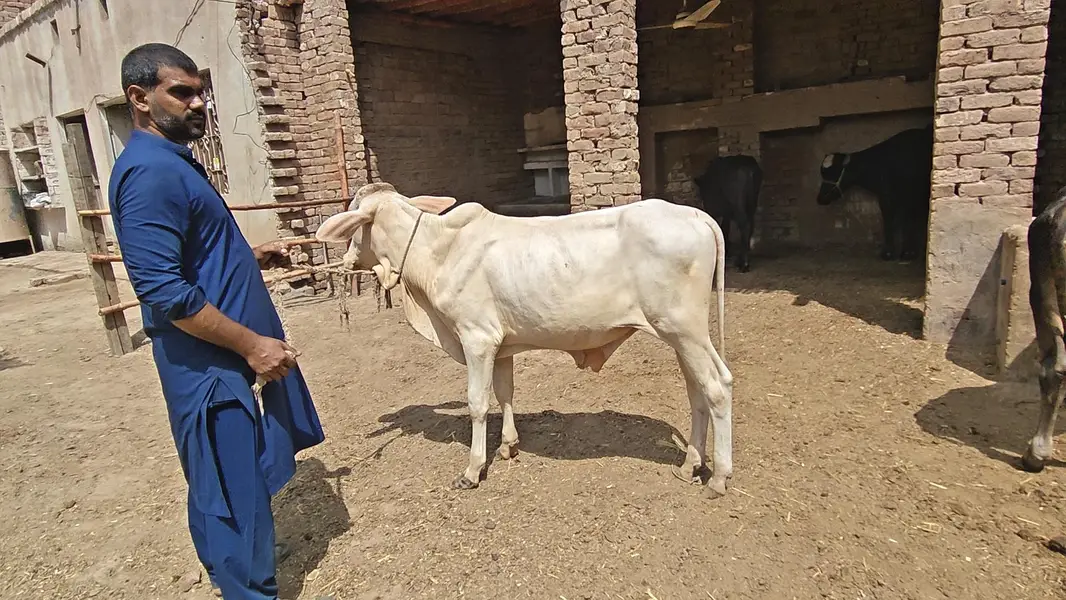 All Type Of Bachraa In Multan — photo 3