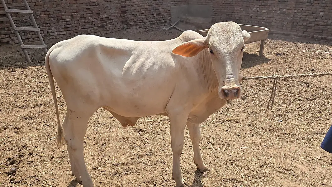 All Type Of Bachraa In Multan — photo 4