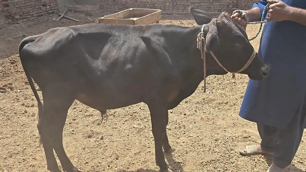 All Type Of Bachraa In Multan — photo 5
