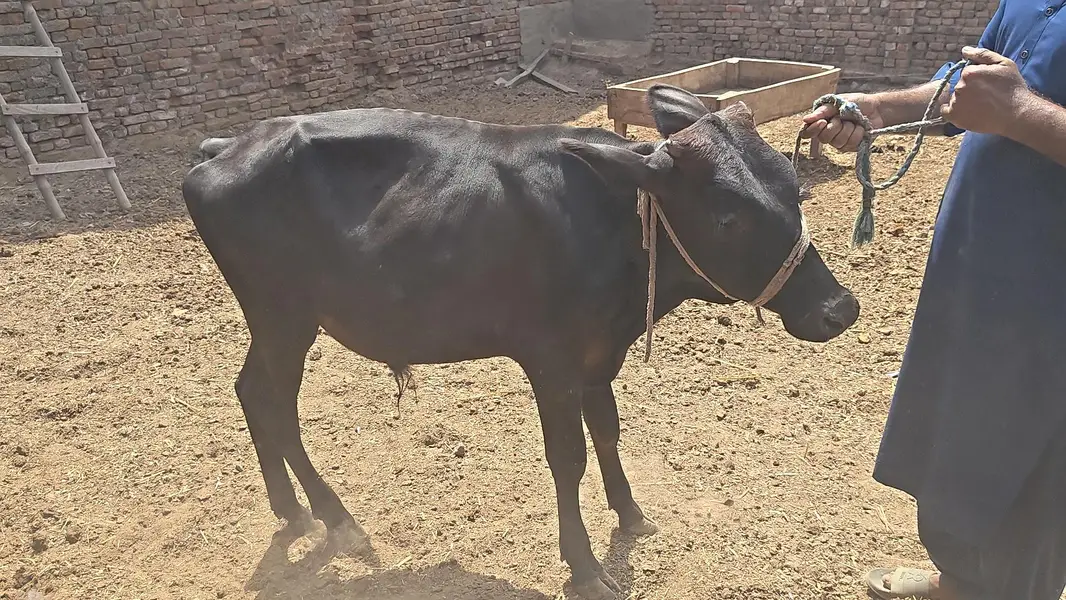 All Type Of Bachraa In Multan — photo 6