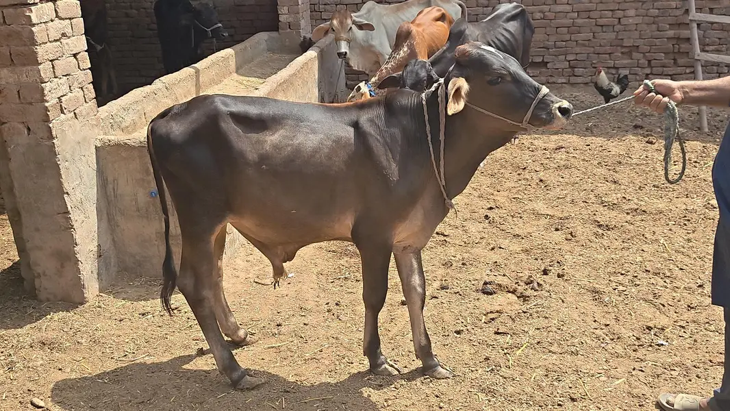 All Type Of Bachraa In Multan — photo 7