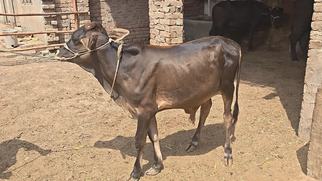 All Type Of Bachraa In Multan — photo 8