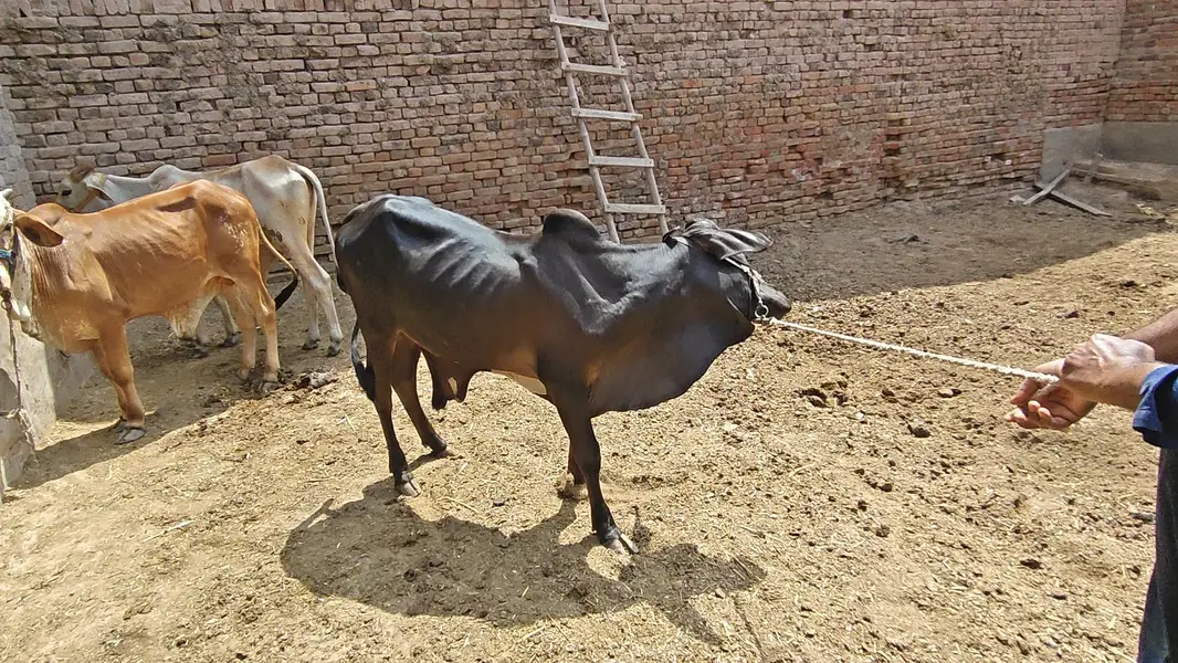 All Type Of Bachraa In Multan — photo 10