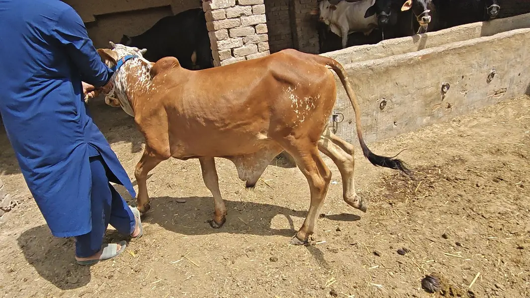 All Type Of Bachraa In Multan — photo 11