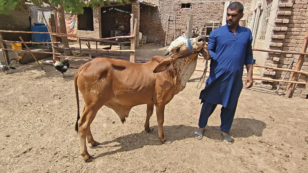 All Type Of Bachraa In Multan — photo 12