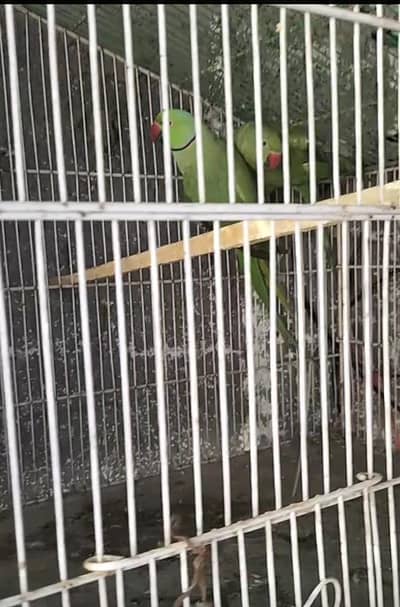 breading pair Raw parrot