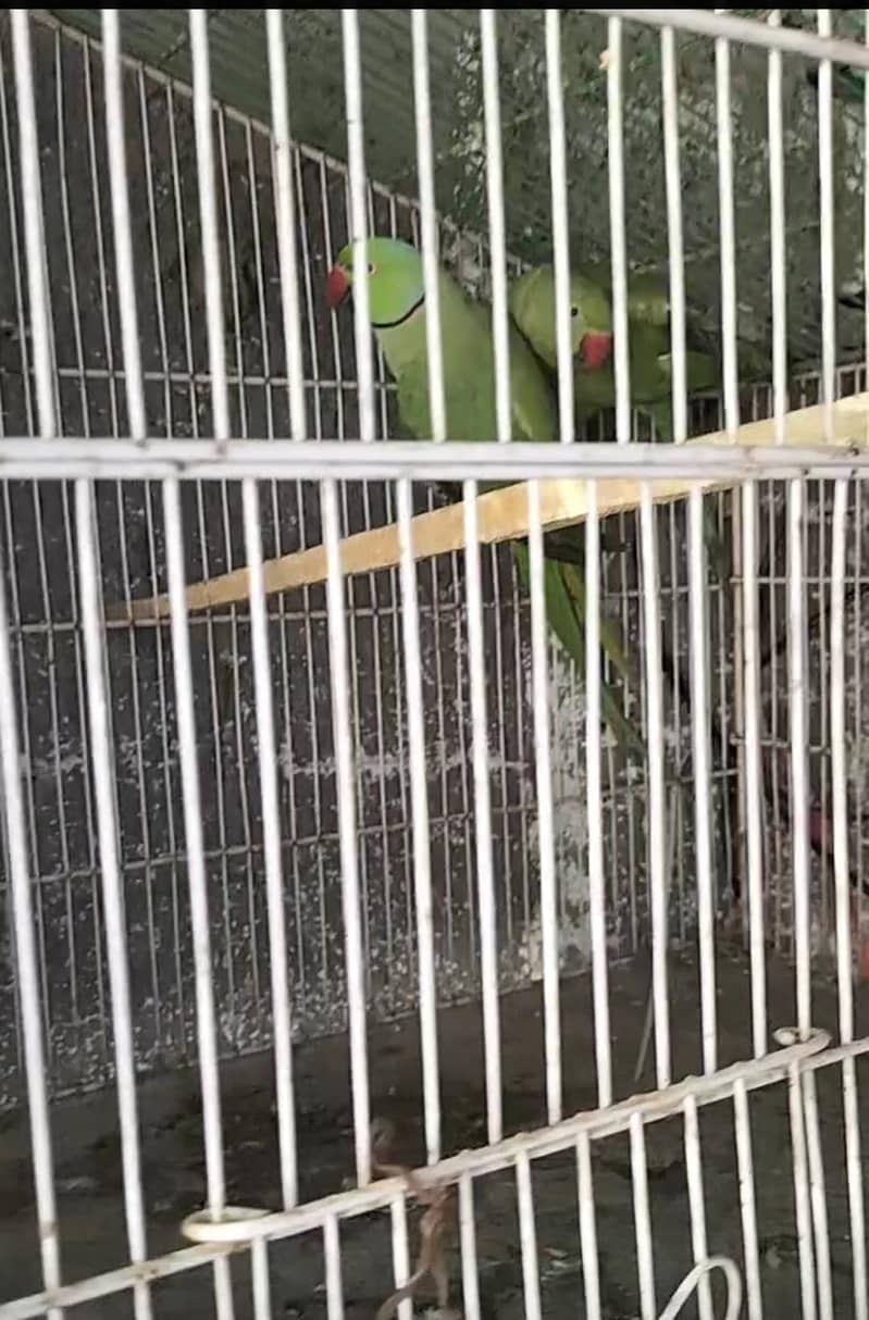 breading pair Raw parrot 0