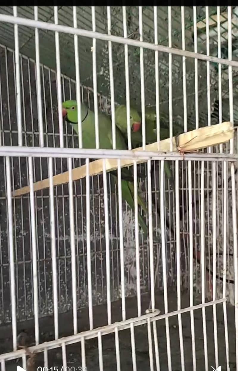 breading pair Raw parrot 1