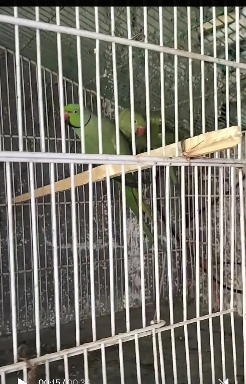 breading pair Raw parrot — photo 2