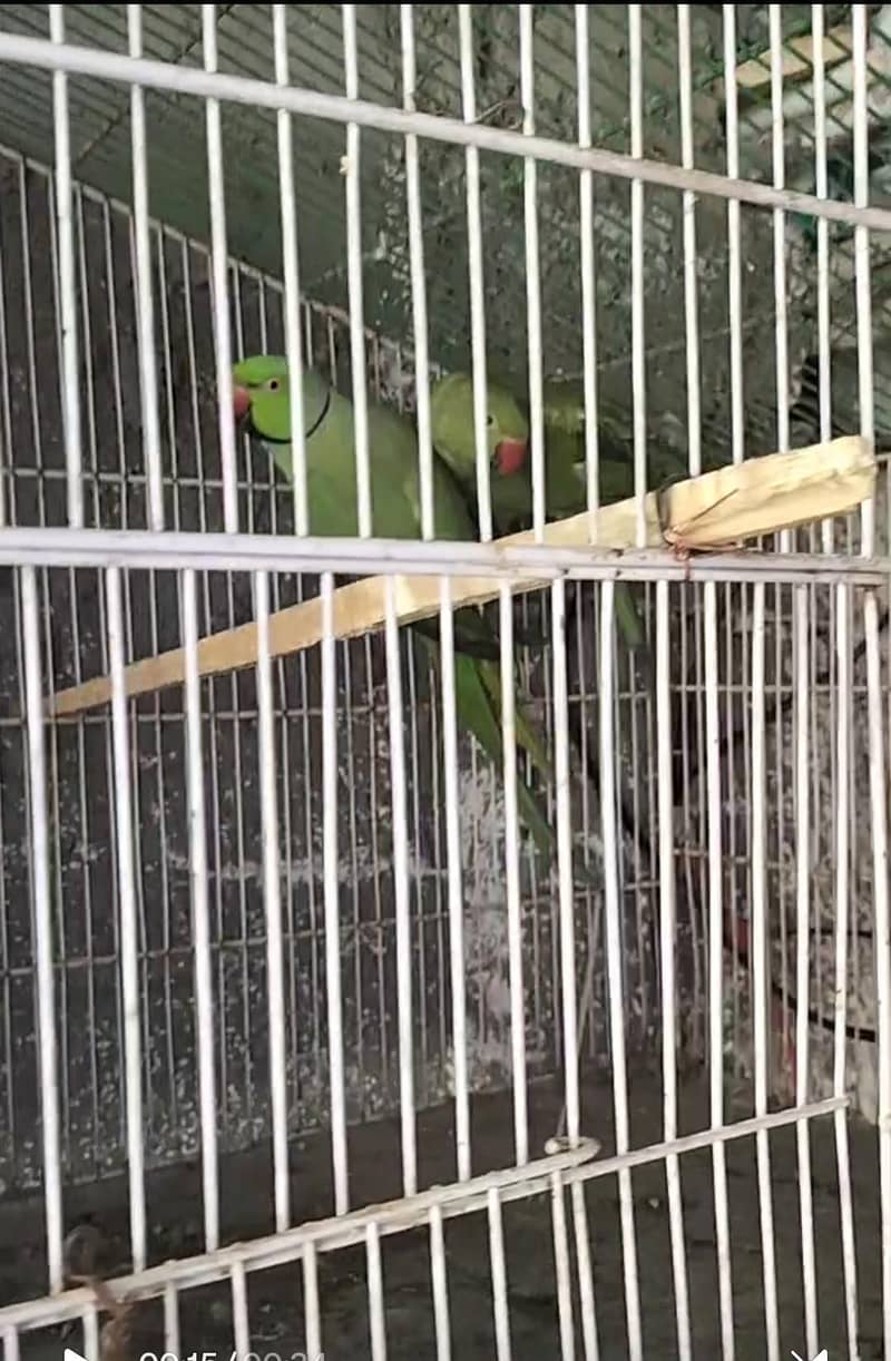 breading pair Raw parrot 2