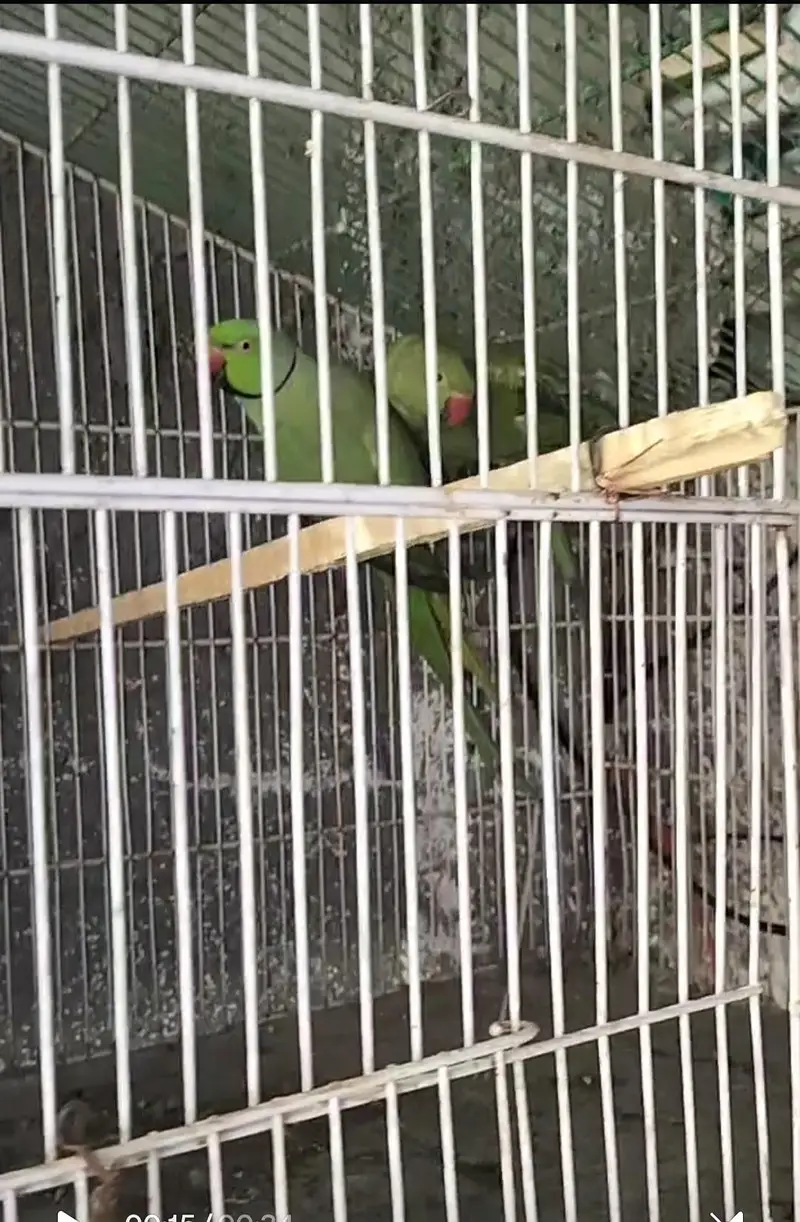 breading pair Raw parrot — photo 3