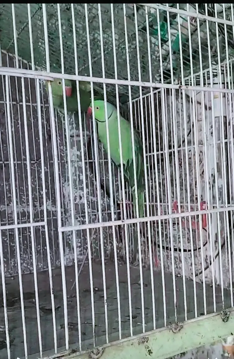 breading pair Raw parrot — photo 4