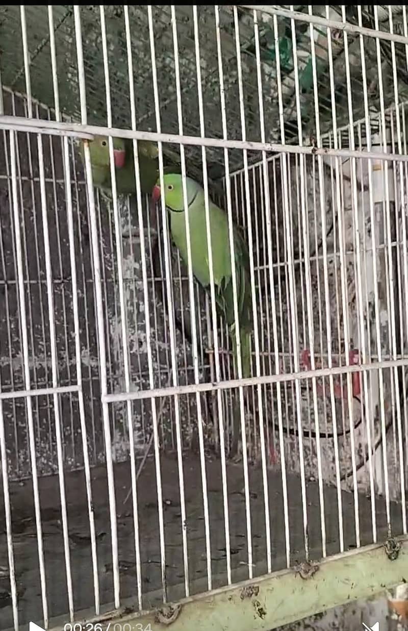 breading pair Raw parrot 4