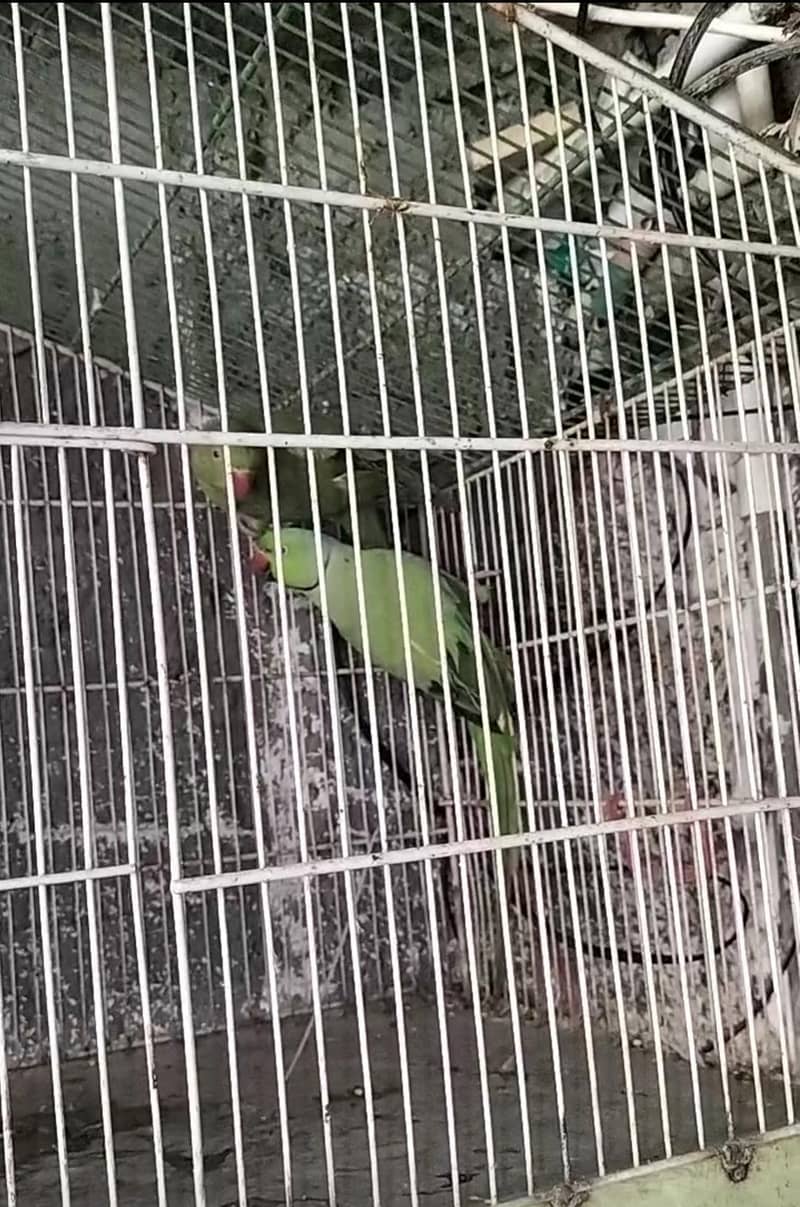 breading pair Raw parrot 5