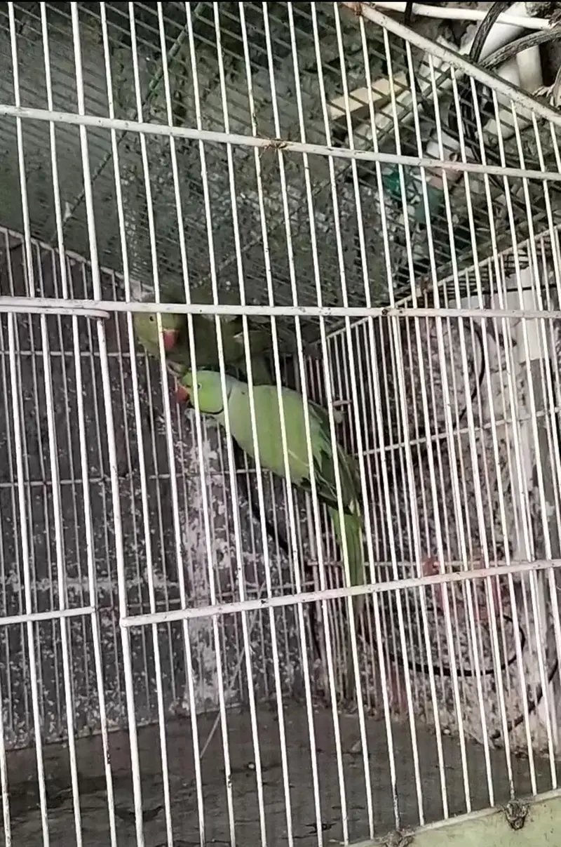 breading pair Raw parrot — photo 6