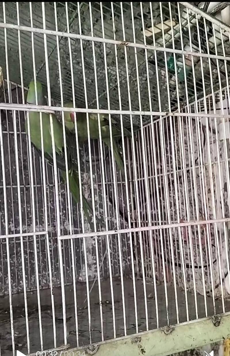 breading pair Raw parrot 6