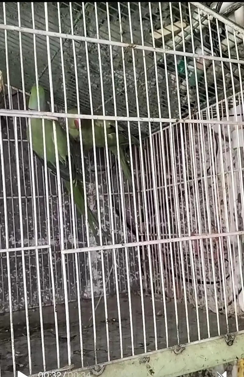 breading pair Raw parrot — photo 7