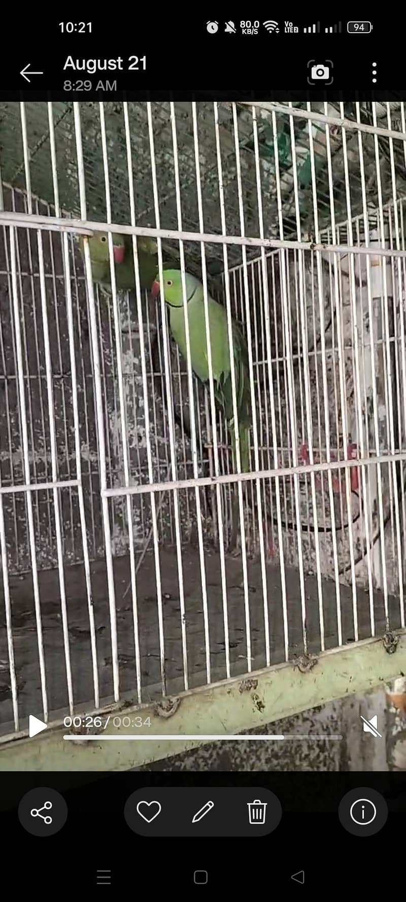 breading pair Raw parrot 7