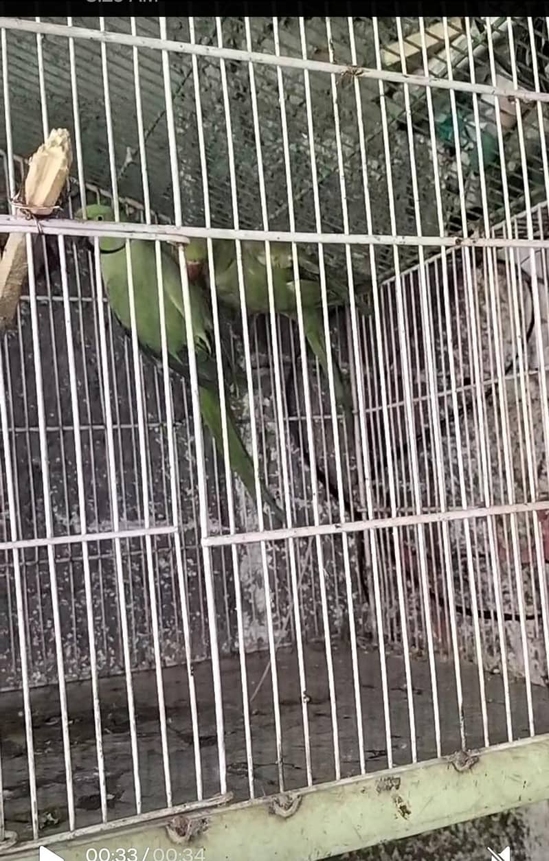 breading pair Raw parrot 8