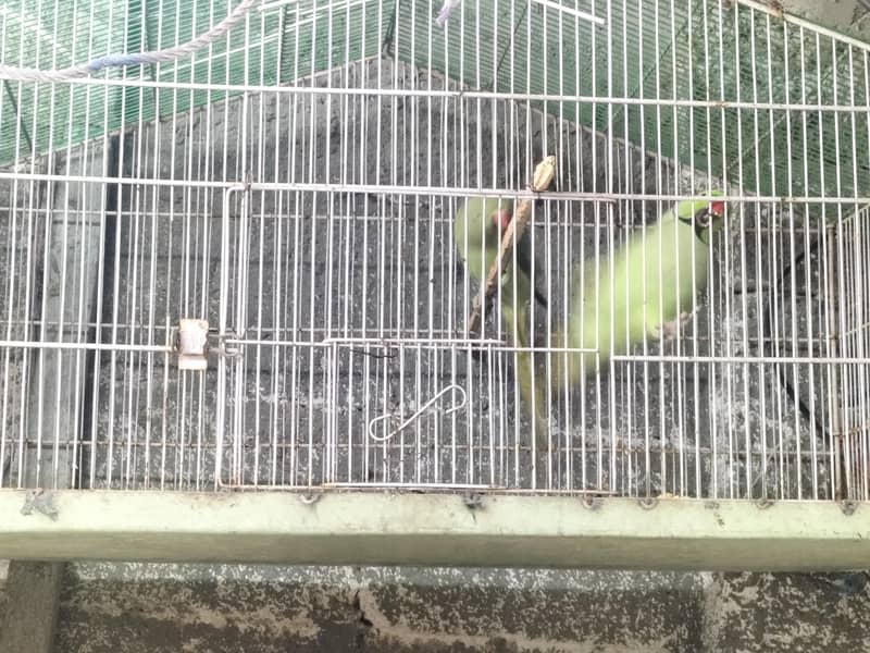 breading pair Raw parrot 9