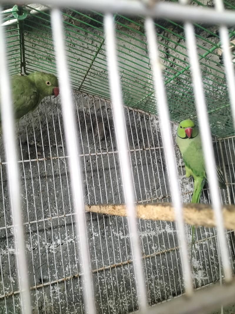 breading pair Raw parrot 10