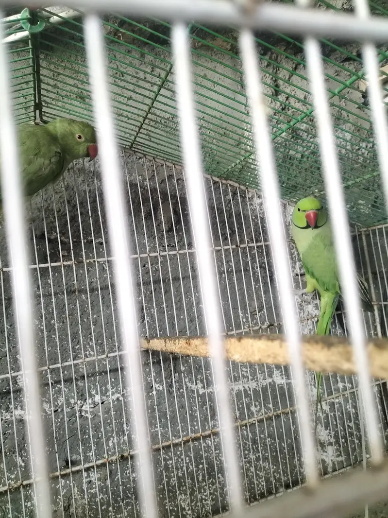 breading pair Raw parrot — photo 11