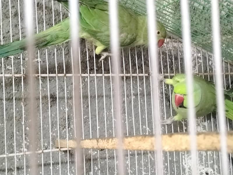 breading pair Raw parrot 11