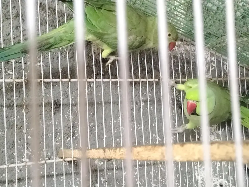breading pair Raw parrot — photo 12