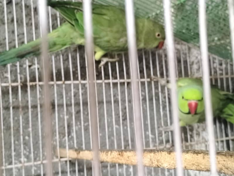 breading pair Raw parrot 12