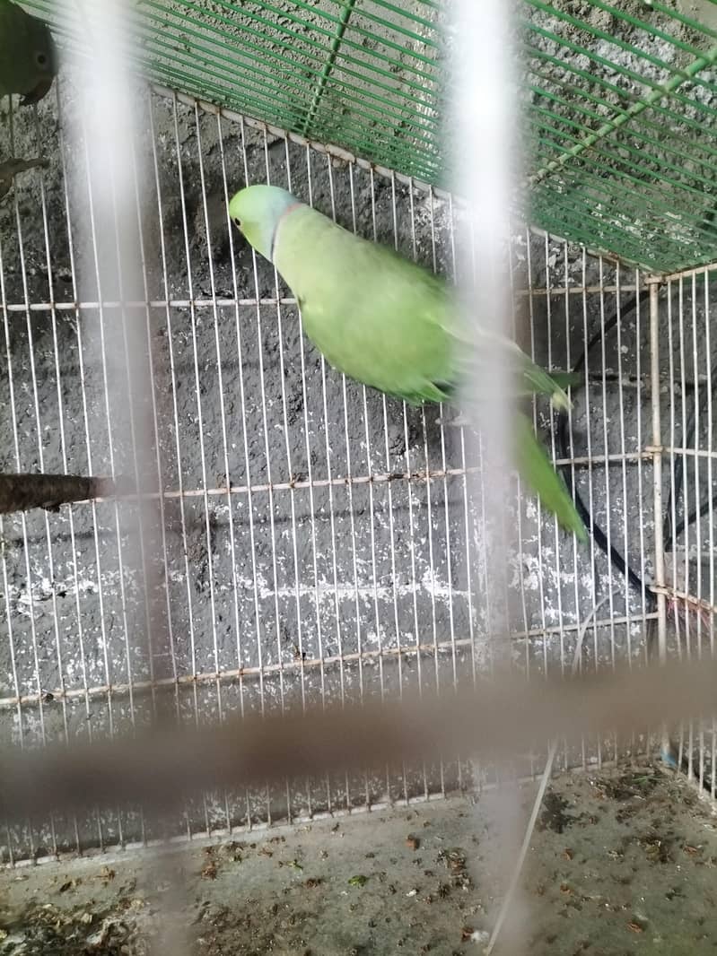 breading pair Raw parrot 13